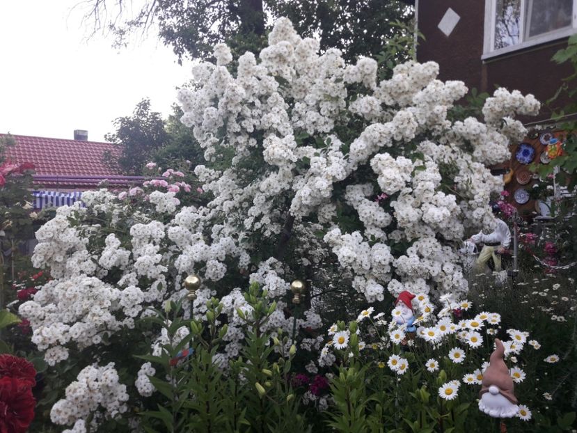  - TRANDAFIRII ANULUI 2025