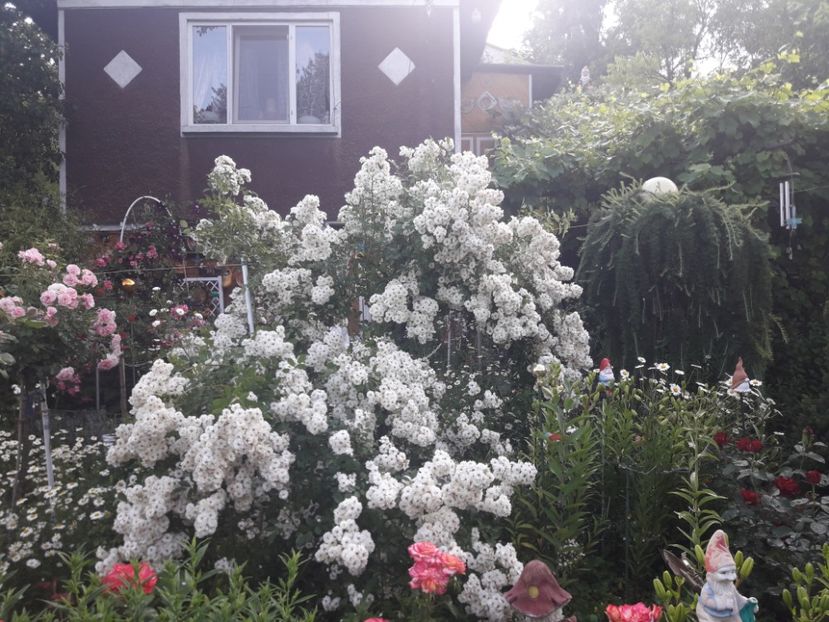  - TRANDAFIRII ANULUI 2025