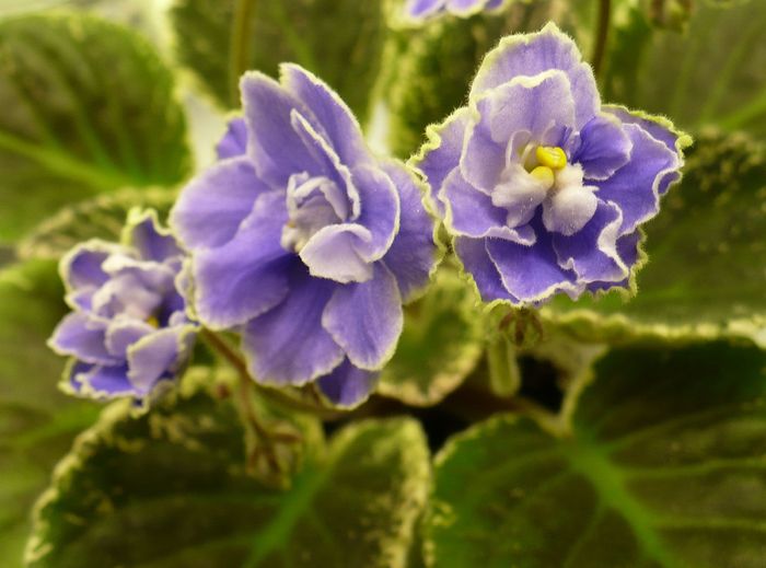 P1220334 - Sansoucy Coco