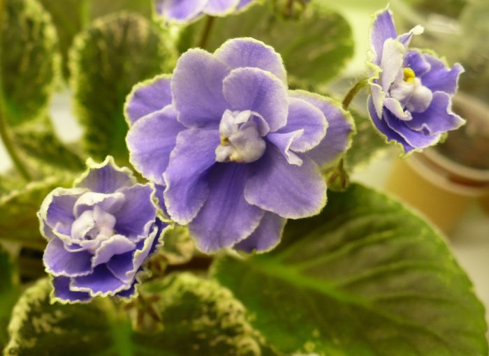 P1220337 - Sansoucy Coco