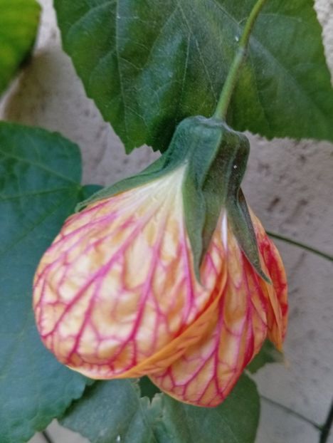  - Abutilon