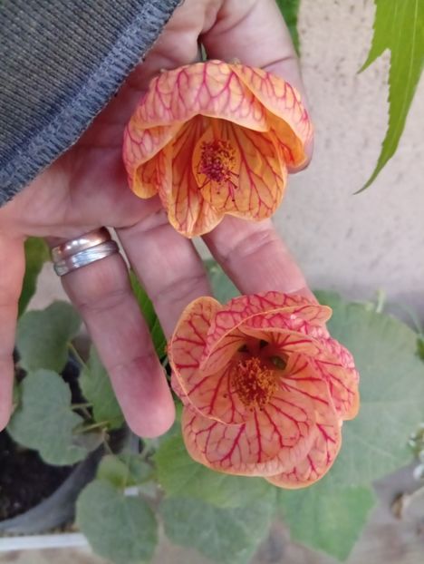  - Abutilon
