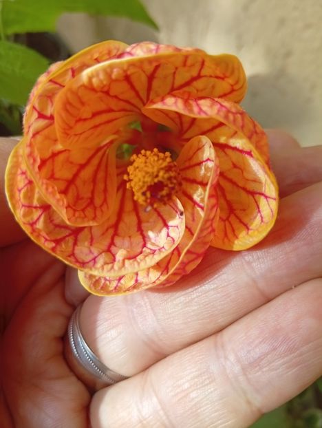  - Abutilon
