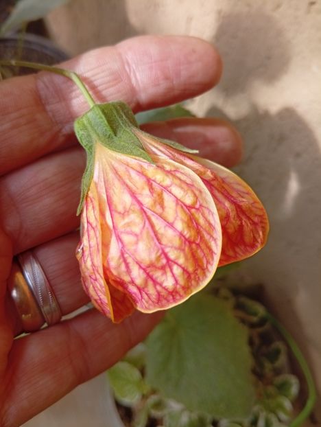  - Abutilon