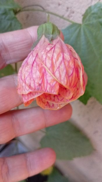  - Abutilon