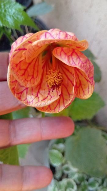  - Abutilon