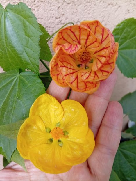  - Abutilon