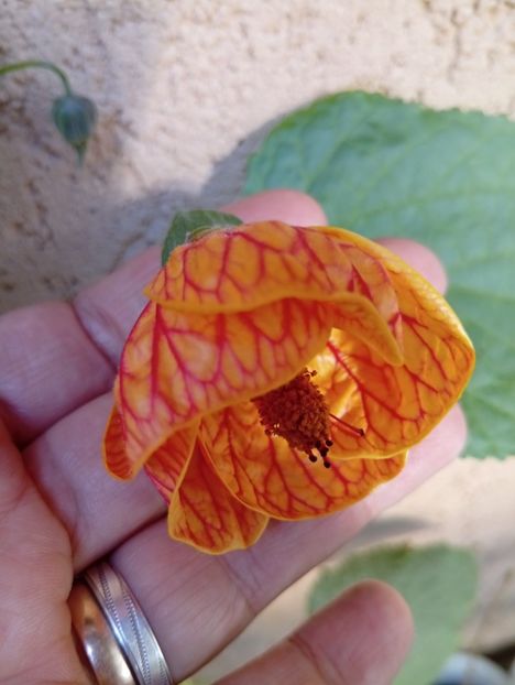  - Abutilon