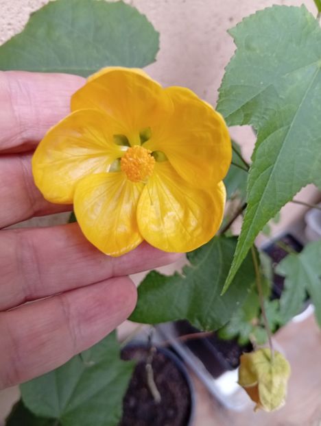  - Abutilon