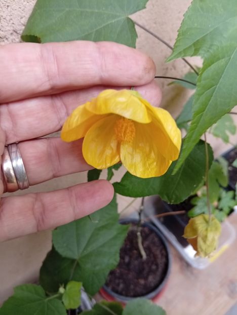  - Abutilon