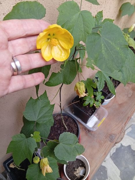  - Abutilon