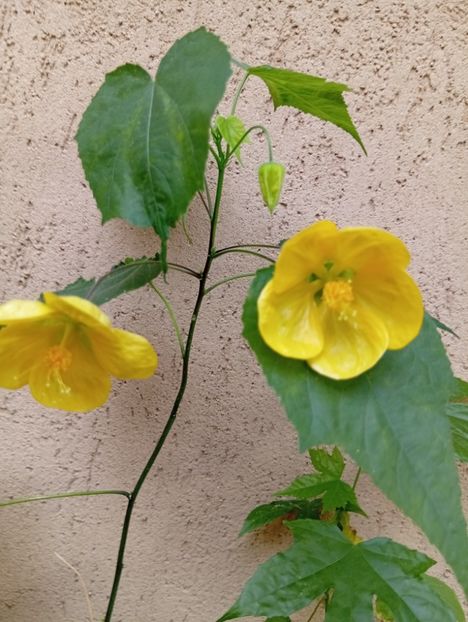  - Abutilon