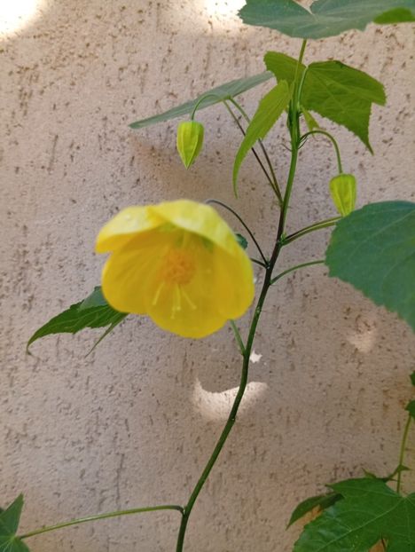  - Abutilon