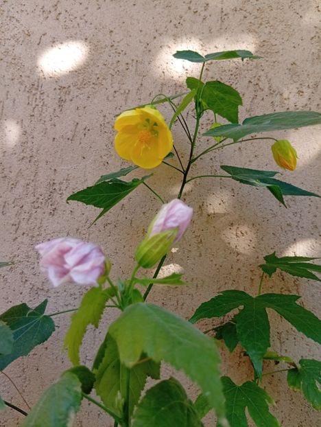  - Abutilon