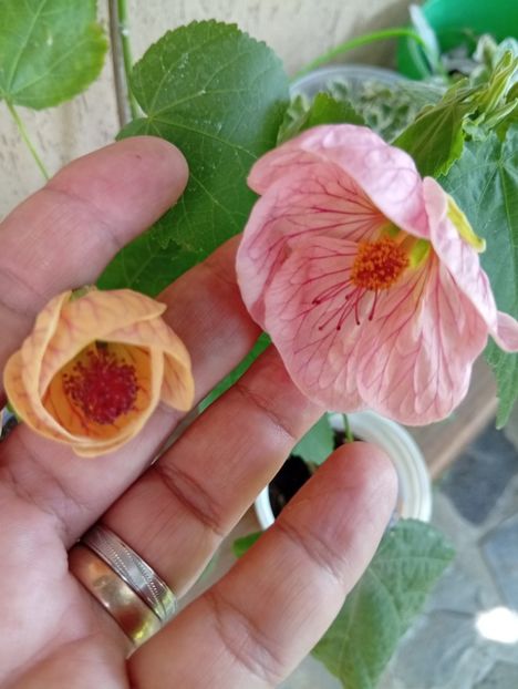  - Abutilon