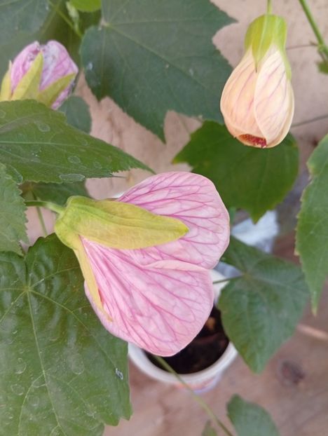  - Abutilon