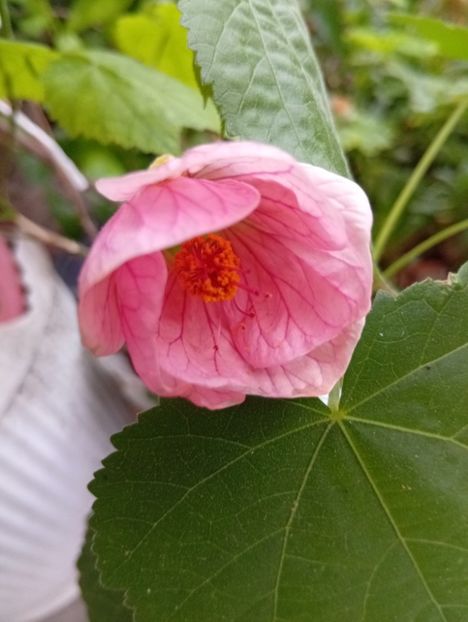  - Abutilon