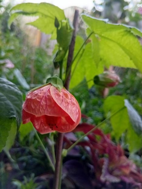  - Abutilon