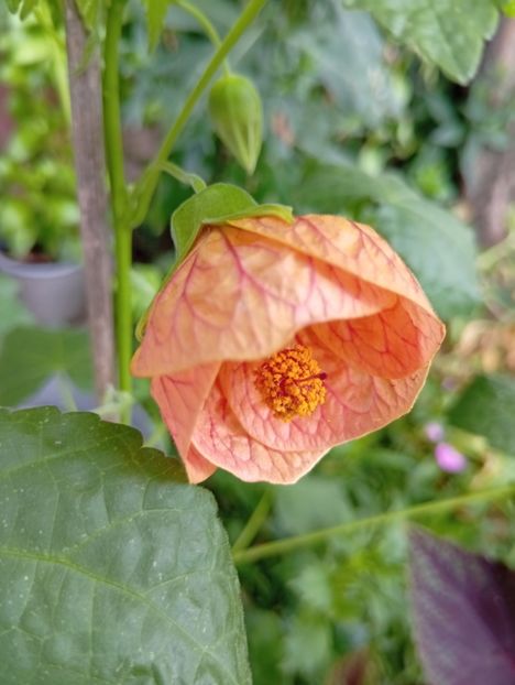  - Abutilon