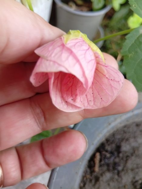  - Abutilon