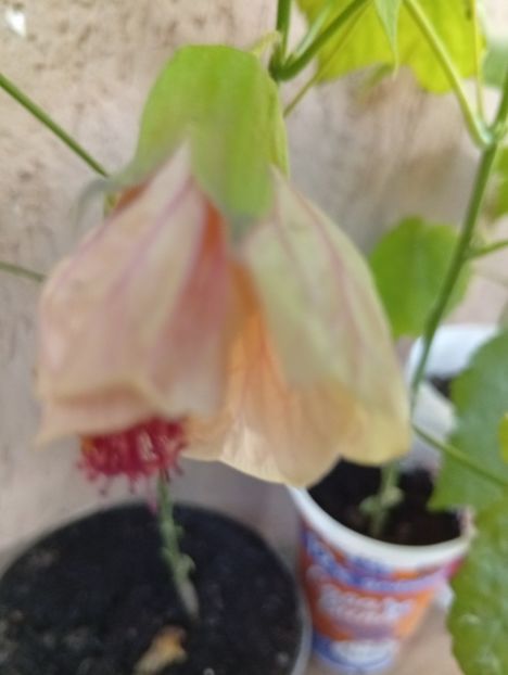  - Abutilon