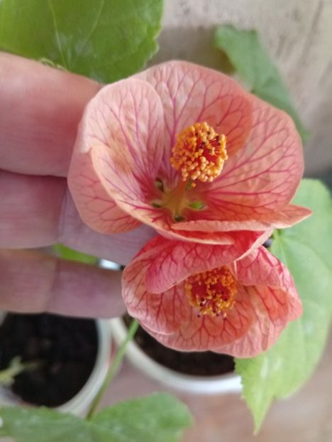  - Abutilon