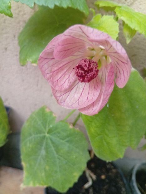  - Abutilon