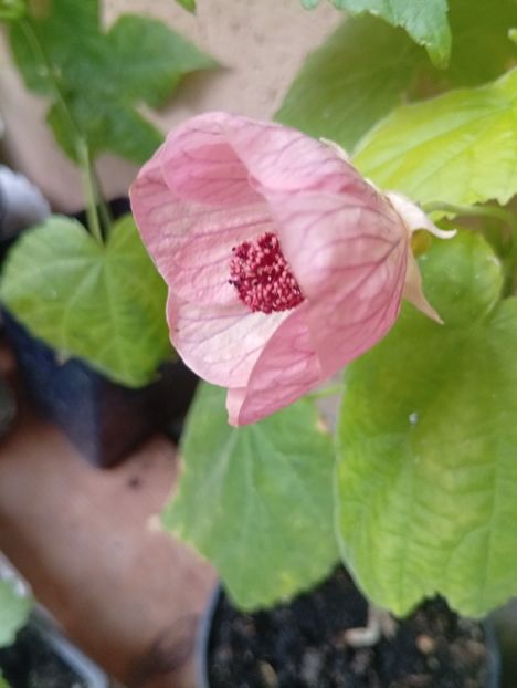  - Abutilon