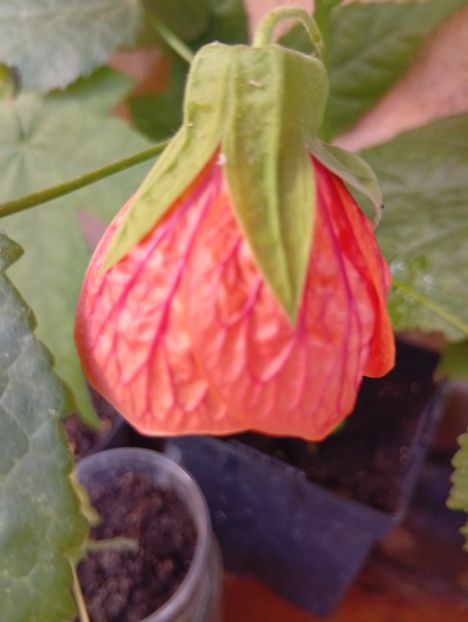  - Abutilon