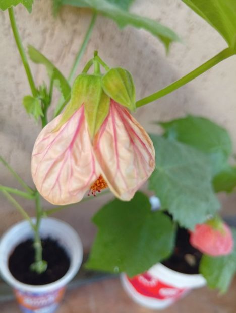  - Abutilon