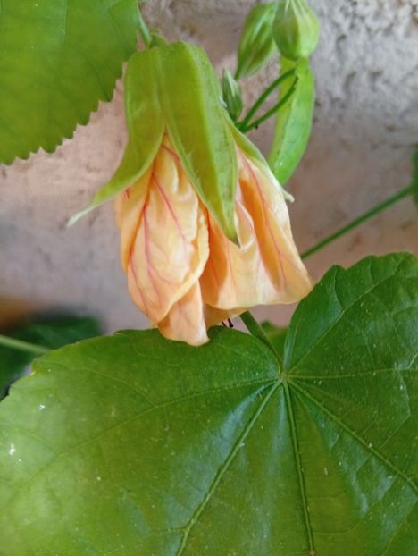  - Abutilon