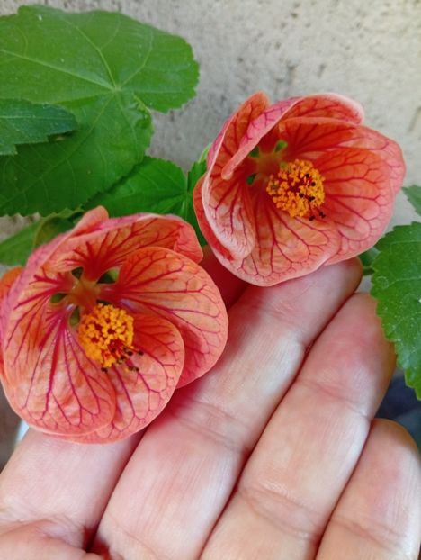  - Abutilon