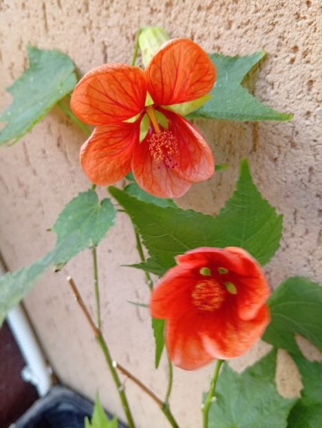  - Abutilon