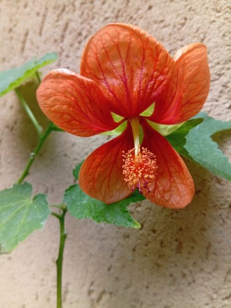  - Abutilon