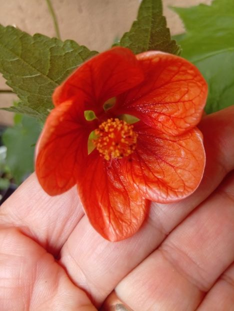 - Abutilon