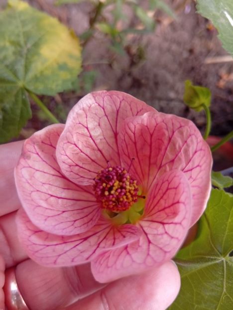  - Abutilon