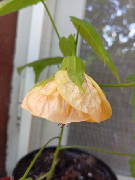  - Abutilon