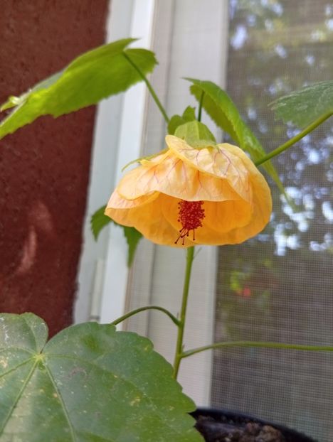  - Abutilon