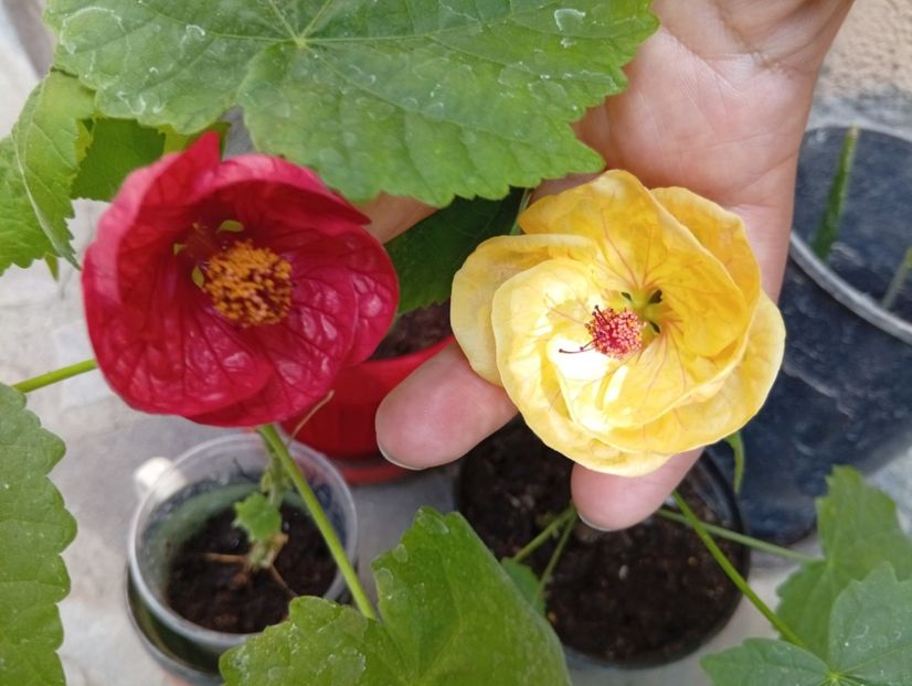  - Abutilon