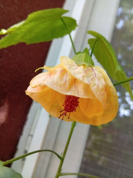  - Abutilon