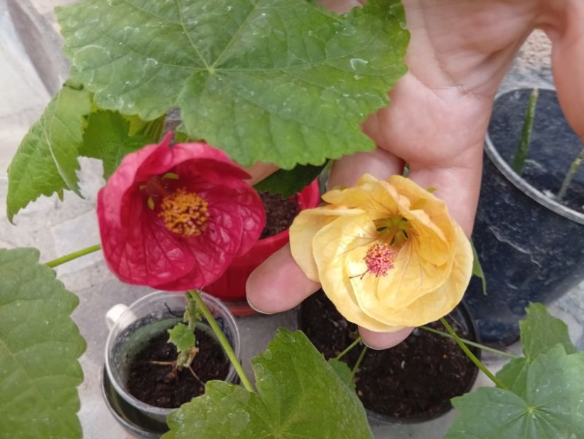  - Abutilon