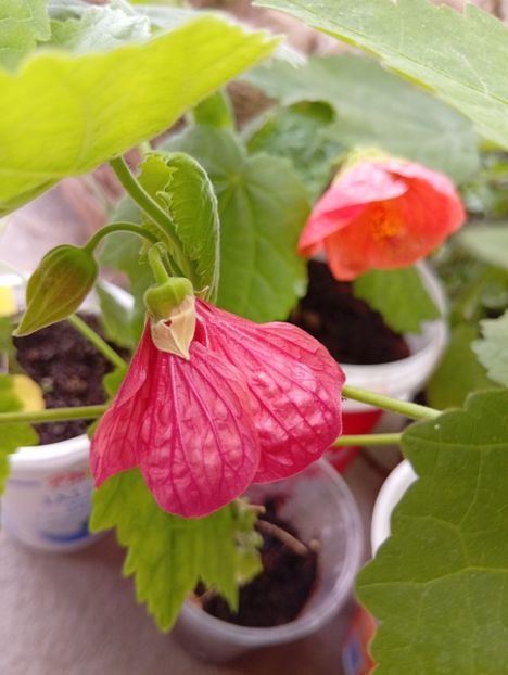  - Abutilon