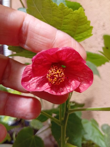  - Abutilon