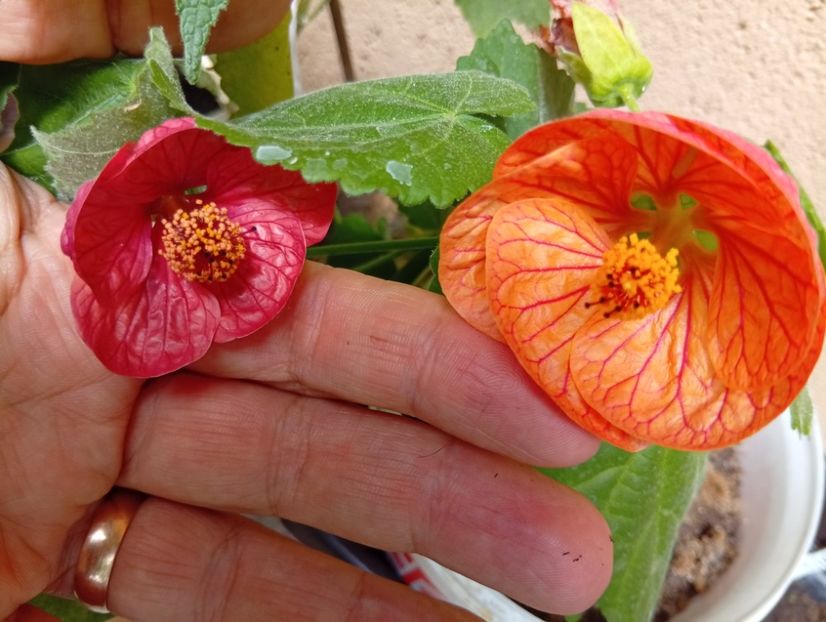  - Abutilon