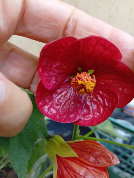  - Abutilon