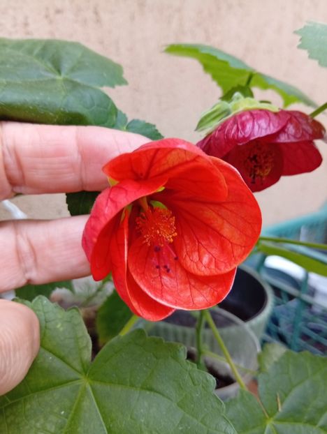  - Abutilon