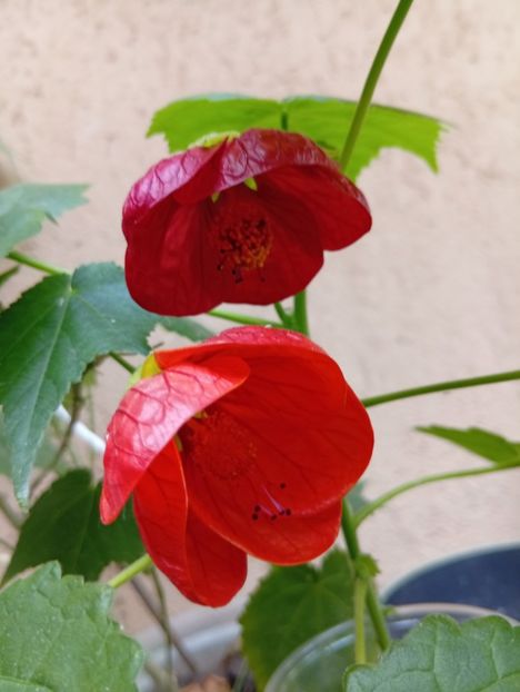  - Abutilon