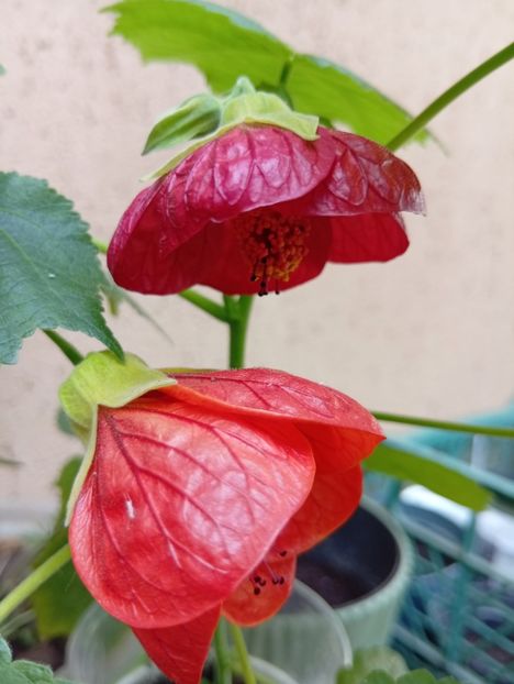  - Abutilon