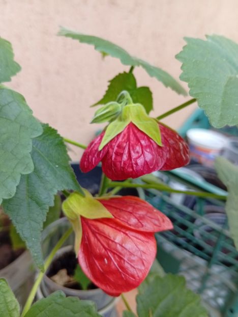  - Abutilon