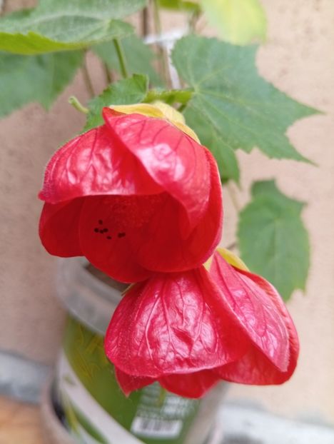  - Abutilon